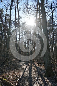 The sun shines through the branches of trees in the forest. Berlin, Germany