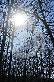 The sun shines through the branches of trees in the forest. Berlin, Germany