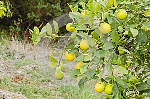 Large Ripe Limes On A Tree