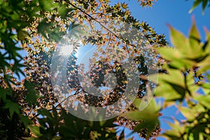 The sun shines through a canope of multi-colored leaves and tree branches, Upstate New York