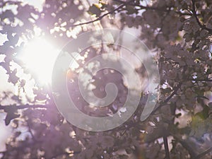 Sun shines through a flowering tree photo