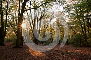 Sun shines through forest trees in autumn