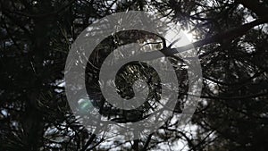 The sun shines through the fresh green pine branches blowing in the wind. Closeup of trees swinging over a blue sky with