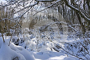 The sun shines on the fresh snow on the bushes in this primeval forest near Zoetermeer