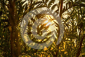 Sun shines through grass on meadow