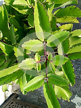 the sun shines on the green leaves in the yard of the house