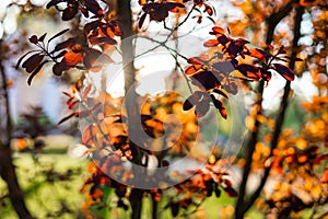 The sun shines through the leaves of the tree. Red leaf macro in spring day sun rays on blurred abstract bokeh with flare