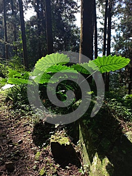 Sun shines through lush wild taro leaves in tropical conifer forest
