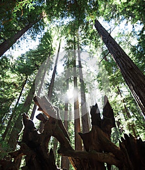 The sun shines between massive redwoods in Montgomery Woods