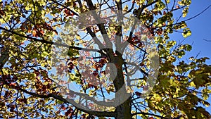 Sun shines through multi-color oak tree leaves