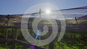 Sun shines over apple orchard under net behind wooden fence