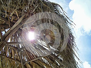 Sun shines through a palm canopy