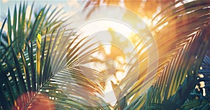 Sun shines through palm tree leaves. Nature background.