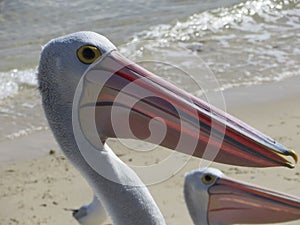 The sun shines through pelican crop on Bribie Island