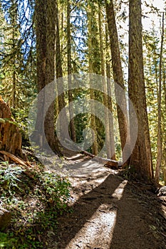 Sun Shines Through Pine forest on trail