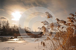 The sun shines through the reeds