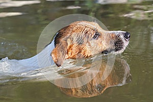 Sun shines on small Jack Russell dog swimming in river, only her head above water