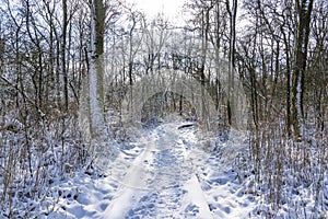 The sun that shines on this snow-covered platform path in a wet primeval forest gives a very special atmosphere