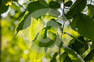 Sun shines through the spring young leaves of the tree