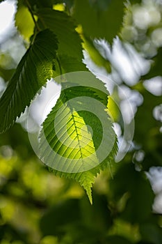 Sun shines through the spring young leaves of the tree