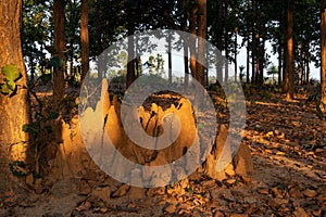 The sun shines on termite mound in the jungle surrounded by green trees