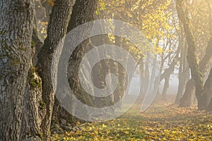 Sun shines through thick fog and trees in early morning. Forest