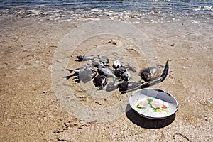 Sun shines to freshly caught sea fish on the beach - plate near