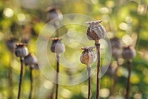 Sun shines to small dry poppy heads growing in garden, closeup detail