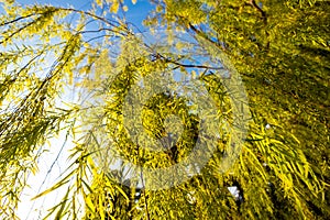 Sun shines through tree