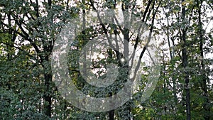 Sun shines through tree foliage in deciduous forest