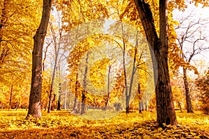 Sun shines through the tree leaves in autumn