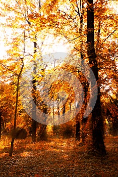 Sun shines through the tree leaves in autumn