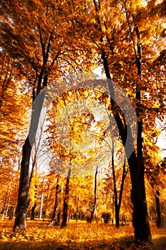 Sun shines through the tree leaves in autumn