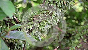 The sun shines on the trunk that lemmaphyllum microphyllum climbing all over it