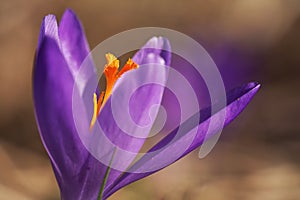 Sun shines on wild purple and yellow iris Crocus heuffelianus discolor flower, closeup macro detail