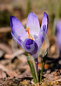 Slnko svieti na divoký fialový a žltý kosatec Crocus heuffelianus / odfarbujúci kvet rastúci v jarnej suchej tráve