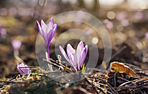 Sun shines on wild purple and yellow iris Crocus heuffelianus discolor  flower