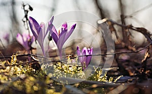 Sun shines on wild purple and yellow iris Crocus heuffelianus discolor  flowers growing in forest, moss around