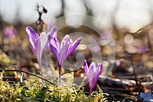 Sun shines on wild purple and yellow iris Crocus heuffelianus discolor  flowers growing in forest, moss around