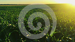 Sun Shining Above Countryside Rural Landscape Green Maize Corn Field Plantation. Farmland In June Month. Agricultural