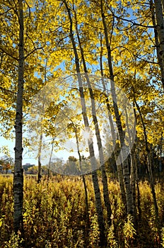 The Sun Shining Through Aspen Trees in the Fall