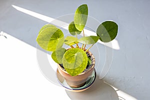 Sun shining on baby pilea plant