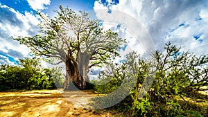 Sun shining through a Baobab Tree in Kruger National Park