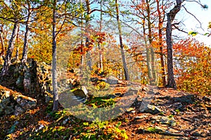 Sun shining on a beautiful colorful forest. Trees have amazing autumn colors. Fall foliage, stones on the forest way. Hilly