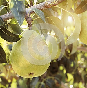 Sun shining on beautiful, ripe d`anjou anjou pear fruit hanging from tree in orchard photo
