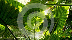 Sun shining through big leaves in tropical rainforest