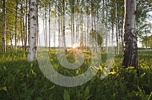 Sun shining through the birch forest