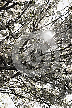 Sun shining through black Bradford pear tree branches with white flowers