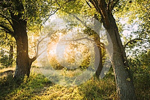 Sun Shining Through Branch And Foliage Of Tree. Deciduous Forest Summer Nature In Sunny Day. Sunset Or Sunrise Time