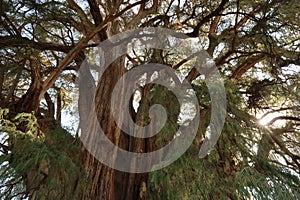 Sun shining through the branches of the giant Tree of Tule, El Arbol del Tule, Oaxaca, Mexico